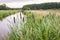 Broadleaf cattail or bulrush grows along the water`s edge