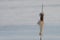 Broadleaf cattail flower, bulrush in the snow in winter, Typha latifolia