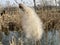 Broadleaf cattail Typha latifolia, Bulrush, Common bulrush, Common cattail, Cat-o`-nine-tails, Great reedmace, Cooper`s reed