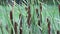 Broadleaf cattail Typha latifolia. Fresh bright green broadleaf cattail reeds.