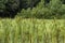 Broadleaf Cattails - Typha latifolia L