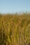 Broadleaf cattails Typha latifolia moved by the wind.