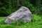 Broadleaf Lupine blooming against a large rock in al alpine meadow, Paradise area at Mt. Rainier national park