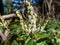 Broadleaf shrub the Mountain fetterbush (pieris floribunda)