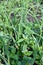 Broadleaf weed infestation in onion production farm