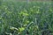 Broadleaf weed infestation in onion production farm