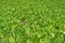 Broadleaf weeds in rice field,