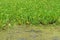 Broadleaf weeds in rice field,