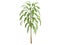 Broadleaved_Palm_Lily_(Cordyline_petiolaris)