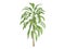 Broadleaved_Palm_Lily_(Cordyline_petiolaris)