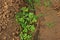 Broadleaves weed in field crop