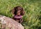 Brobn Dachshunds puppy the background of a green meadow