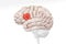 Broca area in red color profile view isolated on white background 3D rendering illustration. Human brain Anatomy, neurology,
