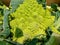 Broccoflower - Romanesco green cauliflower. Good Fibonacci spiral effect. Selective focus