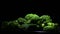 Broccoli on a black tray gyrating with black background