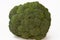 Broccoli (Brassica oleracea var. italica), an edible green plant in the cabbage family (family Brassicaceae)