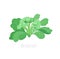 Broccoli cabbage. Broccoli plant. Harvest vegetable. Brassica oleracea. Vector flat Illustration