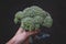 Broccoli/Calabrese