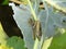 Broccoli and caterpillars close up