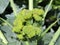 Broccoli and caterpillars close up