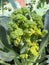 Broccoli and caterpillars close up