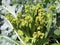 Broccoli and caterpillars close up