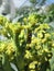 Broccoli and caterpillars close up