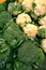 Broccoli and cauliflowers for sale in an open-air urban vegetable market