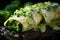 Broccoli and Cheese Stuffed Crepes