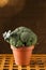 Broccoli in clay pot