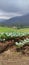 Broccoli farm with beautiful natural scenery in traditional way