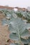 broccoli farm with farmer for harvest