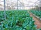 The Broccoli farm in the greenhouse