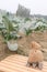 broccoli farm with money bag for harvest