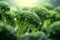 Broccoli florets healthy food background