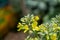 Broccoli flower being pollinated by a meliponia bee