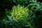 Broccoli flowers