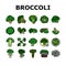 broccoli food cabbage vegetable icons set vector