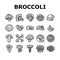 broccoli food cabbage vegetable icons set vector
