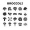 broccoli food cabbage vegetable icons set vector