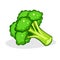 Broccoli. Fresh broccoli on white background. Healthy organic vegetable. Vector illustration. Vegetarian food