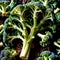 Broccoli fresh raw organic vegetable