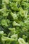Broccoli frozen close-up, vertical photo