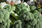 Broccoli fruit vegetables freshness vegetarian