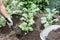 Broccoli gardening. A farmer pile up organic young broccoli with topsoil on vegetable garden. The nutrient-rich compost soil was