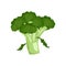 Broccoli green vegetable icon. Food for a healthy diet. Natural product suitable for vegetarians. A source of vitamins