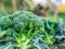 Broccoli growing in the vegetable garden