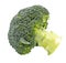 Broccoli head isolated on a white