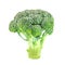 Broccoli isolated on white background