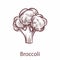 Broccoli isolated on white background. Detailed organic product botanical icon, cooking ingredient for labels and packages in